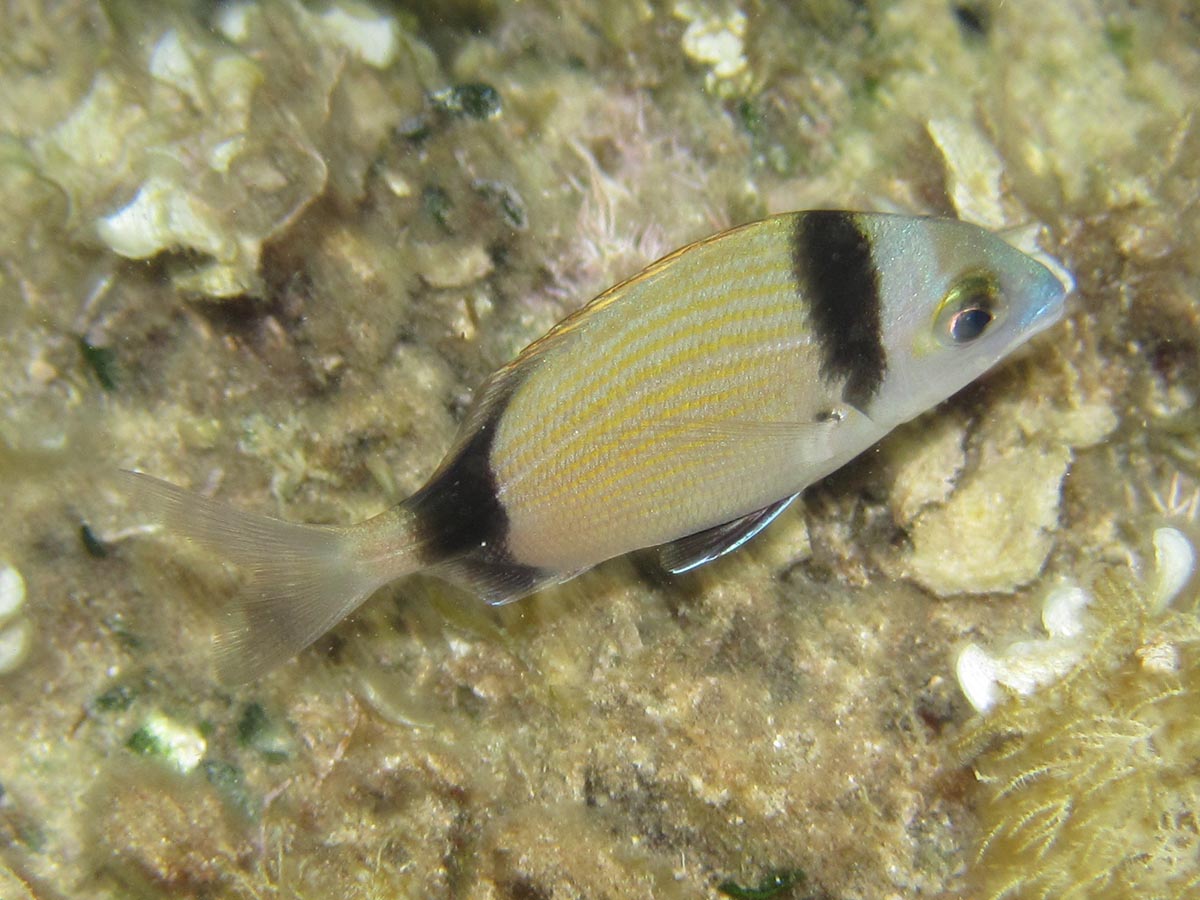 Diplodus vulgaris